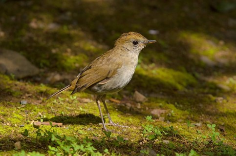 Frantzius' Nightingale Thrush or Ruddy-capped Nightingale Thrush (Catharus frantzii)