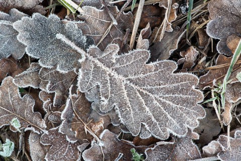 Oak leaf with hoarfrost