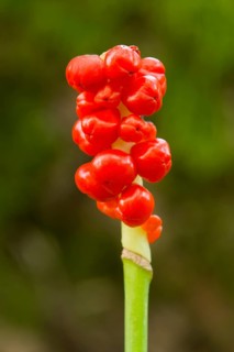 Cuckoo-pint