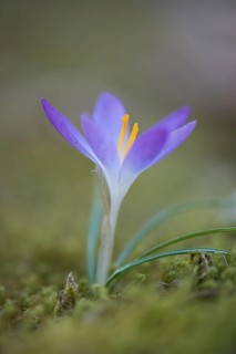 Woodland crocus (Crocus tommasinianus)