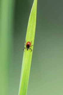 Female tick
