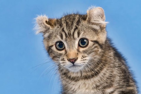 Breedcat American Curl (Felis silvestris catus)