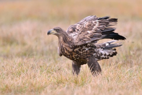 White-tailed Eagle (Haliaeetus albicilla) on an autumn meadow