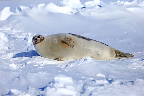Harp Seal or Saddleback Seal (Pagophilus groenlandicus