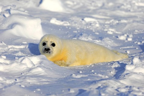 Harp Seal or Saddleback Seal (Pagophilus groenlandicus
