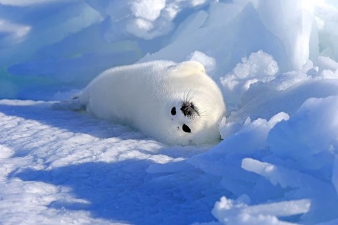 Harp Seal or Saddleback Seal (Pagophilus groenlandicus