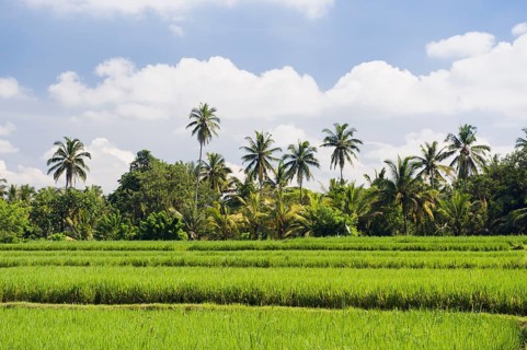 Paddy field and coconut trees