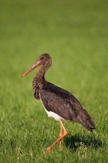 Black Stork (Ciconia nigra)