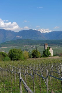 Wine growing at the castle church of St. Sebastian