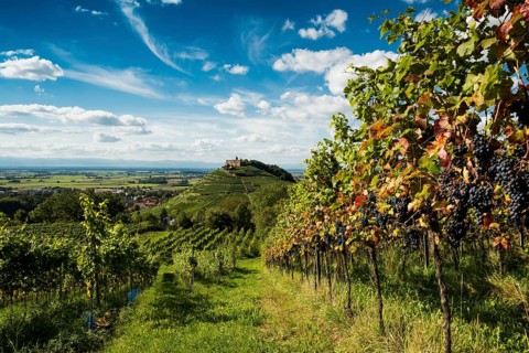 Vineyards and Staufen castle