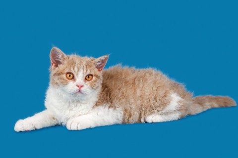 Breed Selkirk Rex Kitten