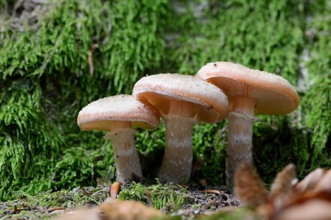 Dark Honey Fungus (Armillaria ostoyae)