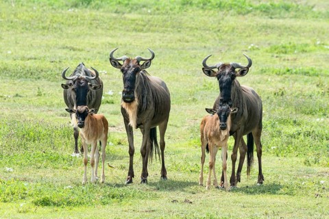 Blue Wildebeest (Connochaetes taurinus)