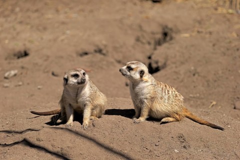 Meerkats (Suricata suricatta) alert pair