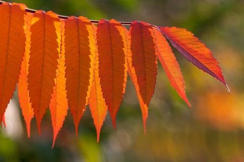 Staghorn Sumac (Rhus typhina)