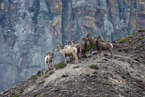 Bighorn Sheep (Ovis canadensis)