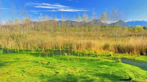 Renatured peat bog with newly-grown Peat Moss (Sphagum sp.) and Bulrush (Schoenoplectus lacustris)