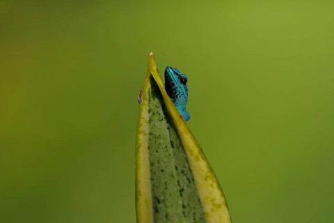 Turquoise Dwarf Gecko (Lygodactylus williamsi)