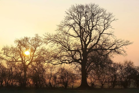 Sunrise with trees and fog