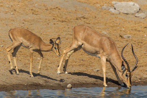 Black-faced Impalas (Aepyceros melampus petersi)
