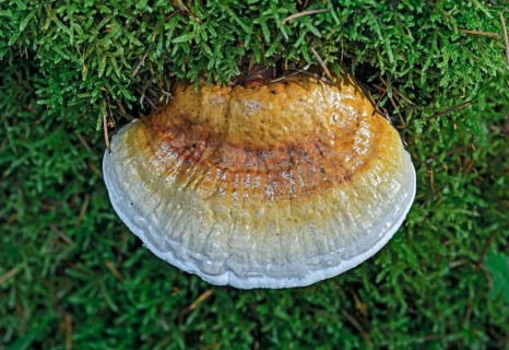 Shelf mushroom or Bracket fungus (Ganoderma sp.)