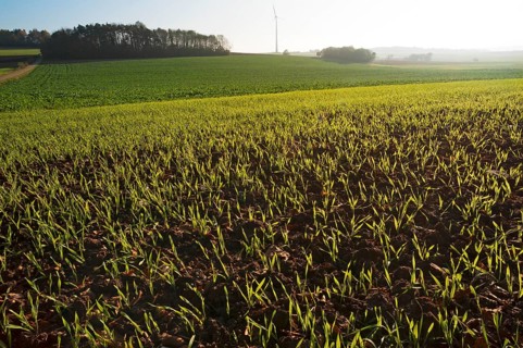 Budding winter wheat (Triticum aestivum) in the field