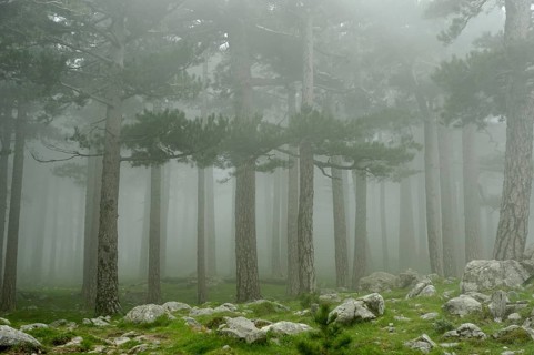 Trees in the fog on the Col del Bavella