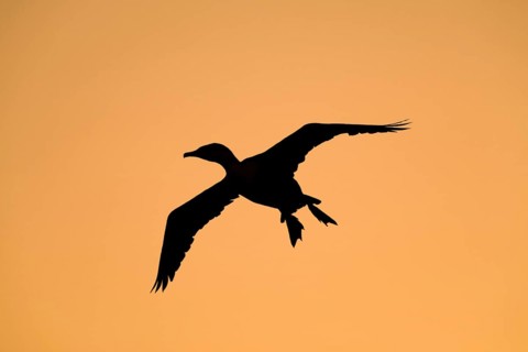 Great Cormorant (Phalacrocorax carbo) silhouette in flight at sunrise