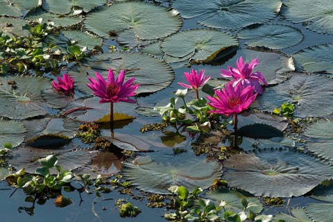 Lotus flowers (Nelumbo)
