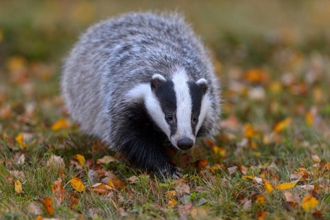 European badger (Meles meles)