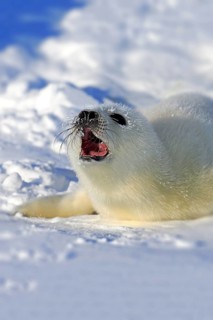 Harp Seal or Saddleback Seal (Pagophilus groenlandicus