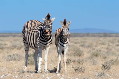 Burchell's Zebras (Equus burchelli)