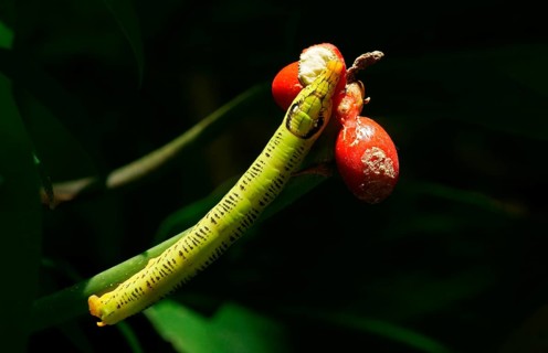 Hawk moth larva (Sphingidae)