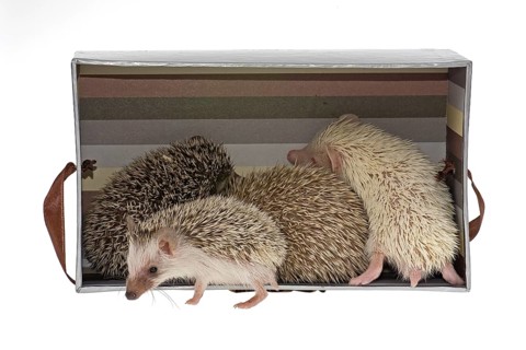 Four-toed Hedgehogs or African Pygmy Hedgehogs (Atelerix albiventris) in a box