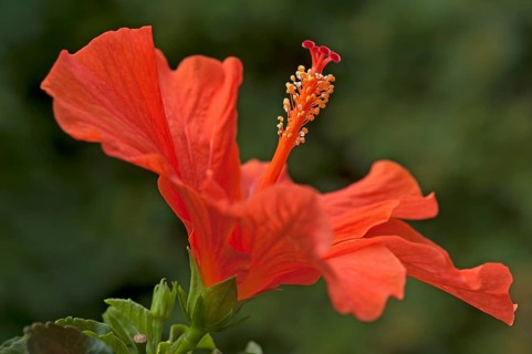 Red Hibiscus flower (Hibiscus)