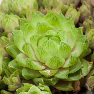 Haworthia cooperi