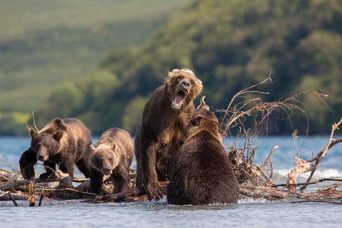 Brown bear (Ursus arctos)