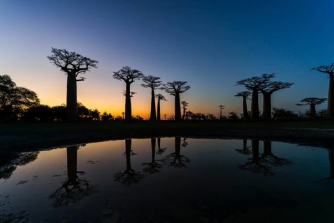 Avenue of the Baobabs