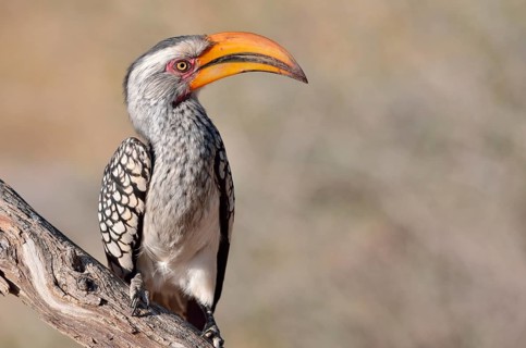 Southern Yellow-billed Hornbill (Tockus leucomelas)