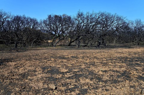 Charred trees after a wildfire