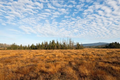 Torfhausmoor in autumn