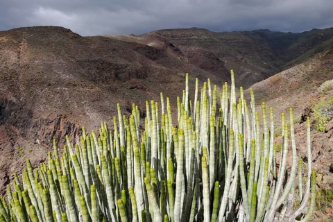 Canary Island Spurge (Euphorbia canariensis)