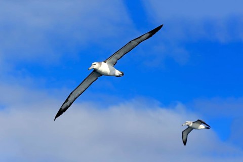 Shy albatross (Thalassarche cauta)