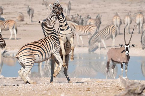 Two Burchell's Zebras (Equus burchelli)