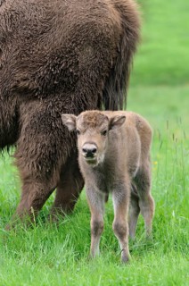 European bison (Bison bonasus)