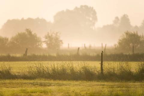 Meadows in the early morning