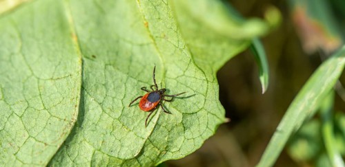 Female tick