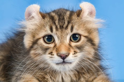 Breedcat American Curl (Felis silvestris catus)