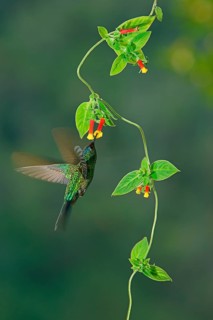 Violet-capped woodnymph (Thalurania glaucopis) drinking nectar at a flower