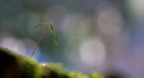 Spruce seedling (Picea abies)